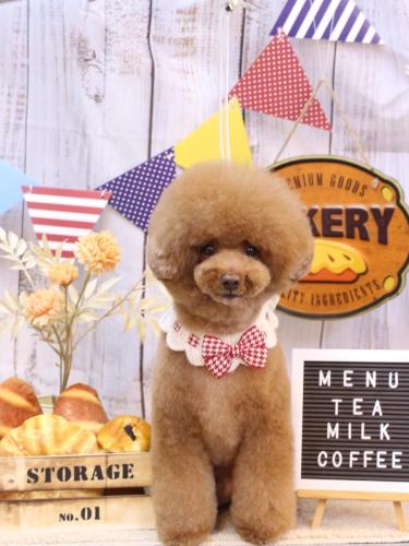 20240921こじろうくん